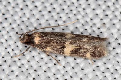 Oegoconia quadripuncta