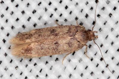 Bryotropha dryadella