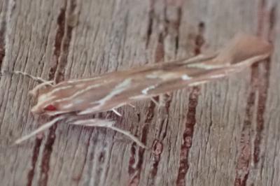 Pyroderces argyrogrammos