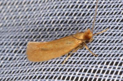 Reisserita neli