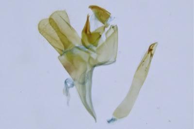 Reisserita neli