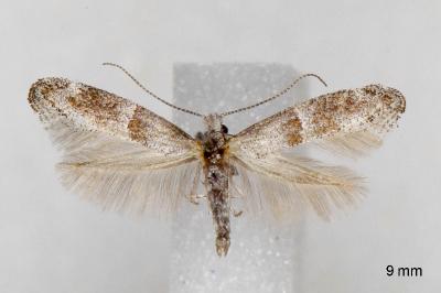 Cedestis subfasciella