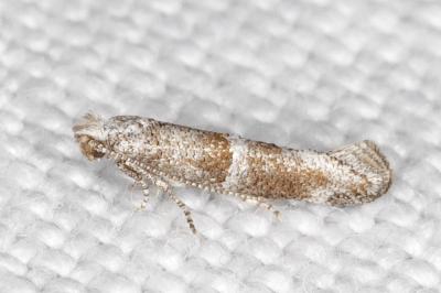Cedestis subfasciella