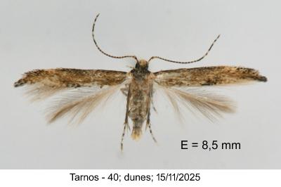 Coccidiphila gerasimovi