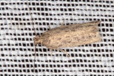 Scrobipalpa nitentella