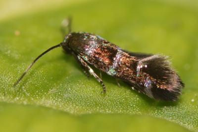 Stephensia brunnichella