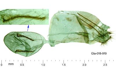 Merrifieldia spicidactyla