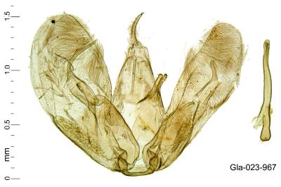 Merrifieldia spicidactyla