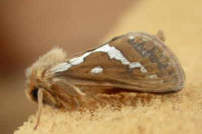 Korscheltellus lupulinus