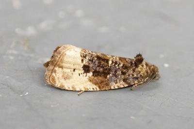 Hedya ochroleucana