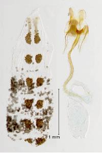 Coleophora lutarea