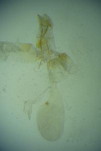 Alucita palodactyla