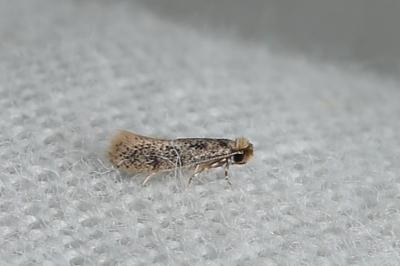 Infurcitinea italica
