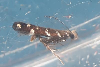 Vulcaniella fiordalisa