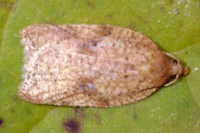 Acleris