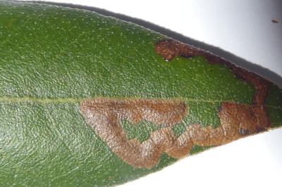 Stigmella suberivora