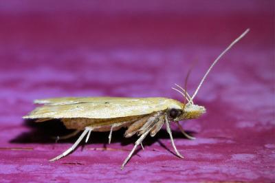 Acompsia schmidtiellus