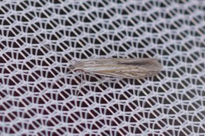 Coleophora adelogrammella