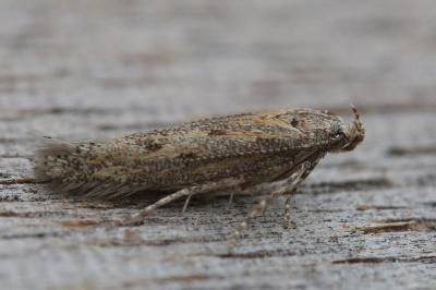Ephysteris promptella