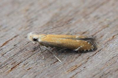 Monochroa cytisella