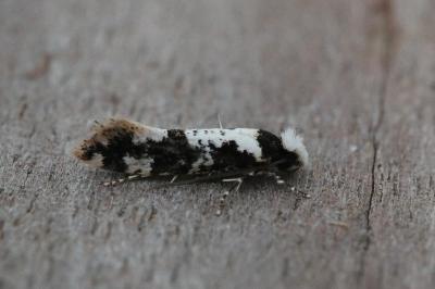 Neurothaumasia ankerella
