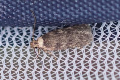 Depressaria marcella
