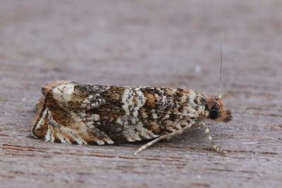 Celypha cespitana
