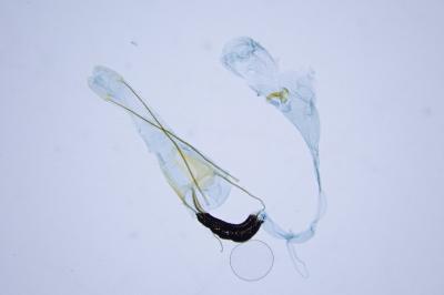 Coleophora helianthemella