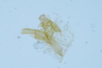 Anacampsis blattariella