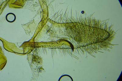 Cnephasia pumicana