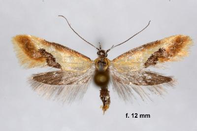 Batia internella
