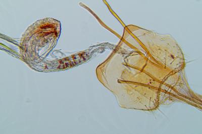Batia internella