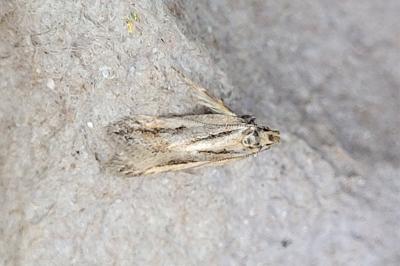 Mirificarma mulinella