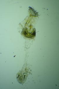 Aspilapteryx limosella