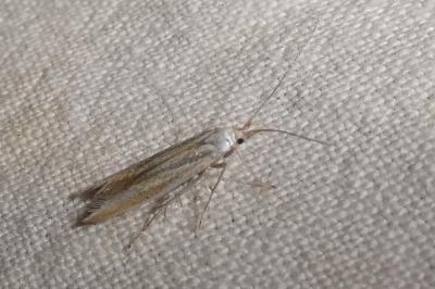 Coleophora quadristraminella
