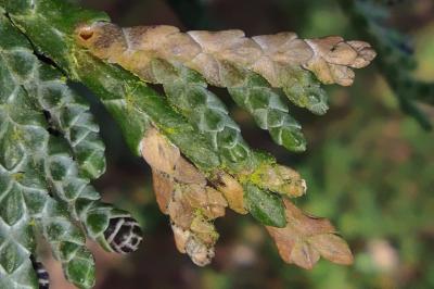 Argyresthia trifasciata