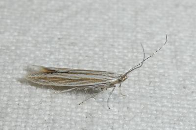Coleophora nubivagella