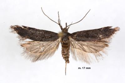 Prolita solutella