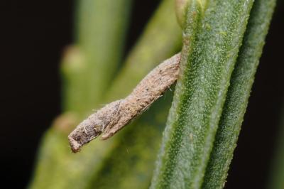 Coleophora calycotomella