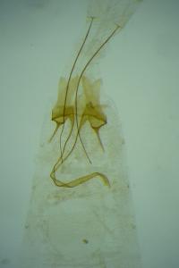 Mirificarma lentiginosella