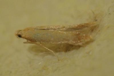 Tischeria ekebladella