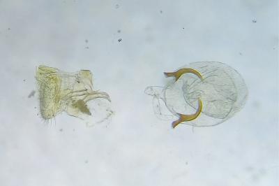 Caloptilia stigmatella