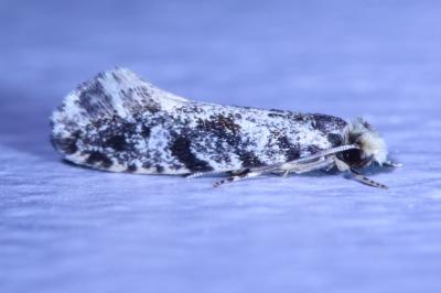 Nemapogon granellus