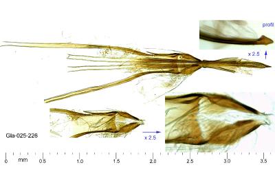 Nematopogon schwarziellus