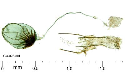 Tinagma ocnerostomella