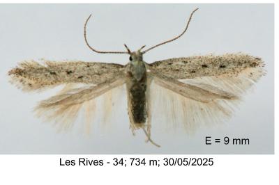 Huemeria campicolella