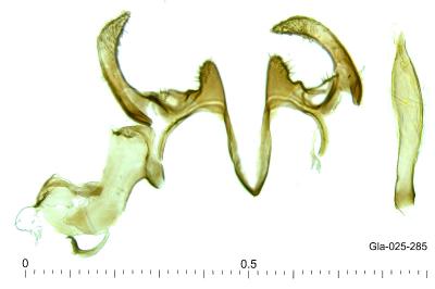 Huemeria campicolella