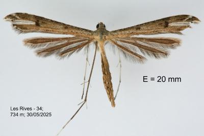 Stenoptilia annadactyla