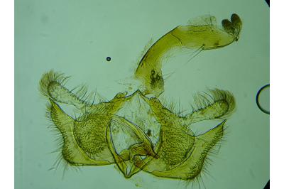 Coleophora flaviella