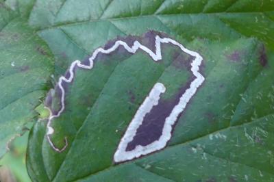Stigmella aurella